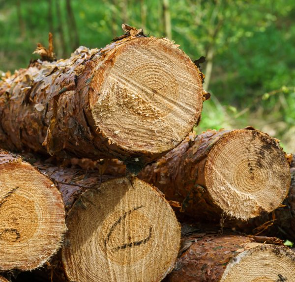 Abattage d'arbres près des bâtiments à Arras