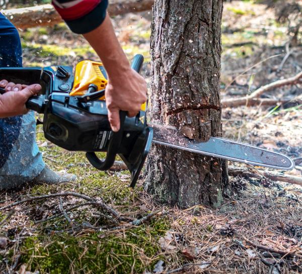 Abattage d'arbres d'urgence à Liévin