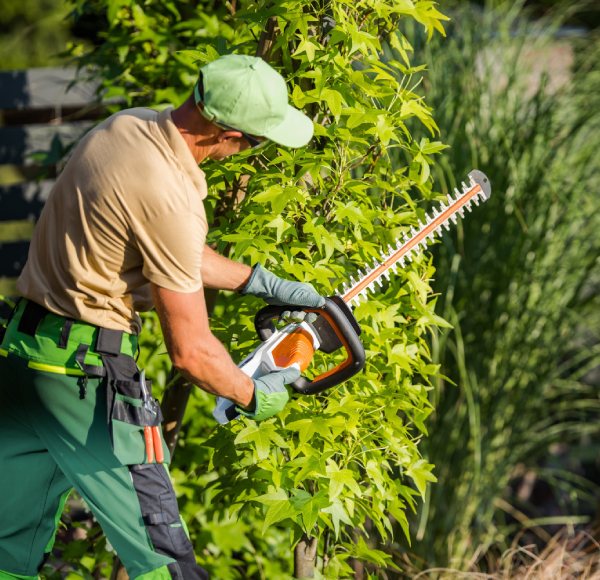Taille de haies pour jardin à Lens